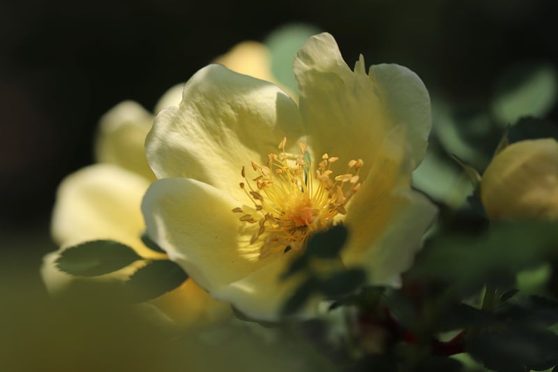 Pruned Rose Plant