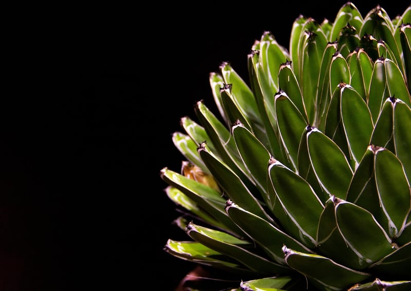 Teacup Succulent Garden